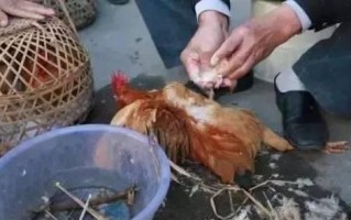高科技阉鸡方法 阉鸡手艺失传多年，现用中药阉鸡法，一天用几颗，既简单又实用