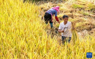 天稻科技 重庆农民花7年，育出世界首棵再生稻，网友：中国第二个袁隆平