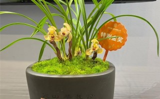 草虫科技 养兰花也能玩出新科技，自动喷灌系统在兰花上的应用