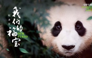 av熊猫看片软件下载 熊猫末日，群魔乱舞！光怪陆离的背后，是主播们想最后再捞一笔