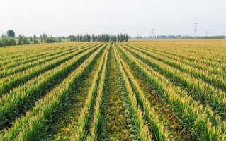 同适智能科技 四川农业大学大豆玉米带状复合种植研究团队：以身传技，促“粮稳豆增”